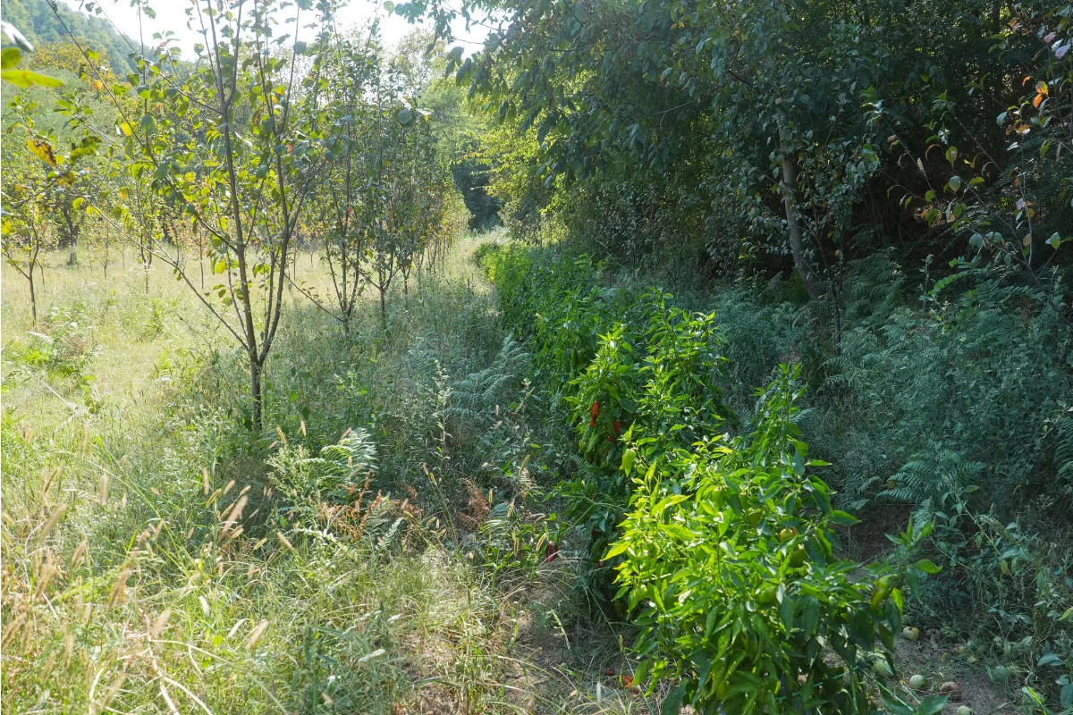 biobalkan agroforst pietsch