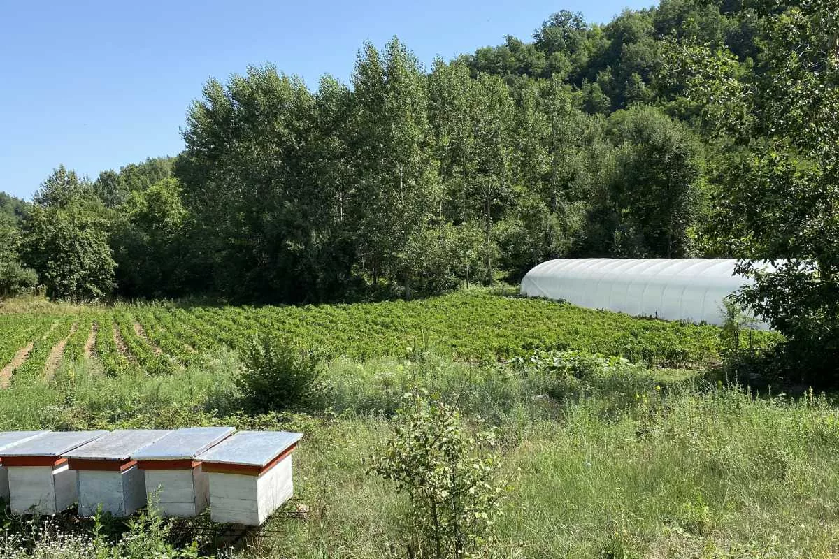Ein Feld für Biogemüse bei Lebane mit Bienenstöcken
