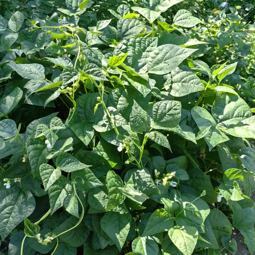biobalkan bohnenranken 11
