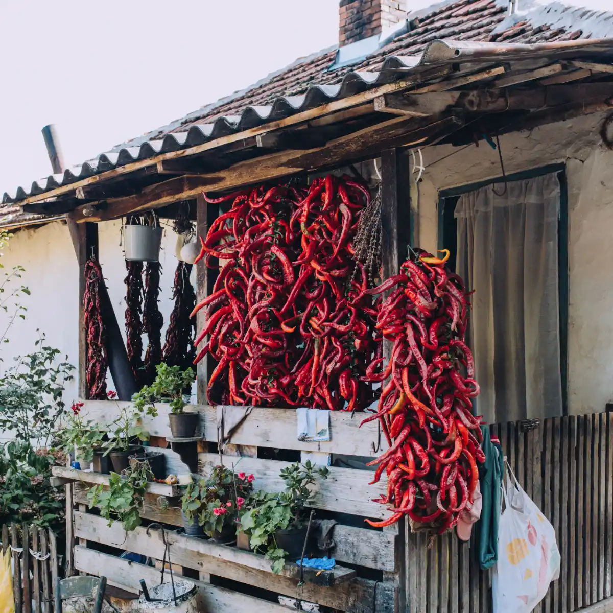 biobalkan koechninnen paprika trocknen kzaturovska 11