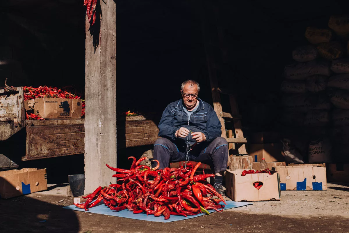 Paprika werden Stück für Stück händisch aufgefädelt